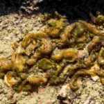 Nostoc común o escupitajo de luna: ¿qué es?