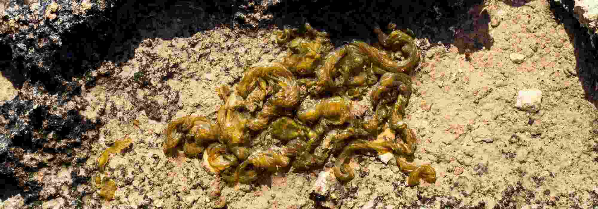 Nostoc común o escupitajo de luna: ¿qué es?