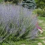 ¿Cuándo y cómo podar la perovskia?