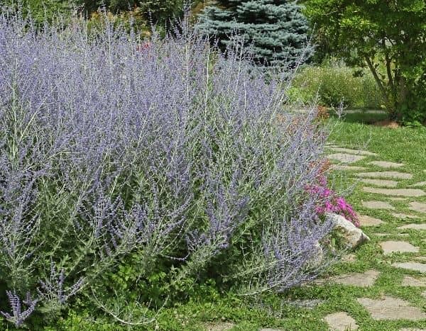 ¿Cuándo y cómo podar la perovskia?