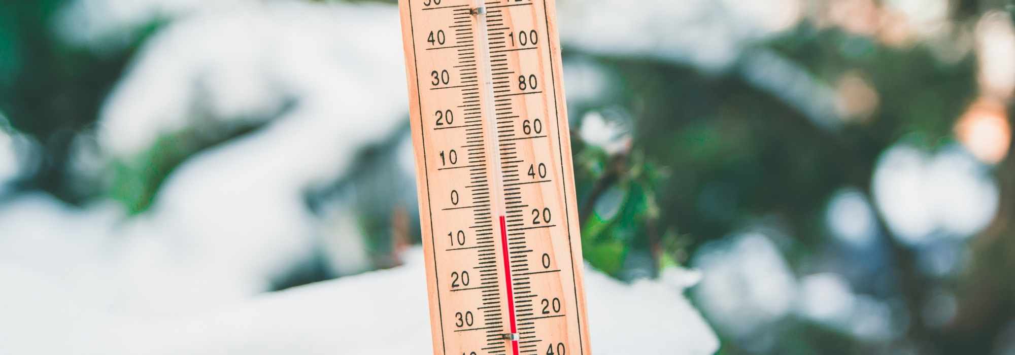 Heladas tardías, primavera fría: ¿qué hacer en el jardín?