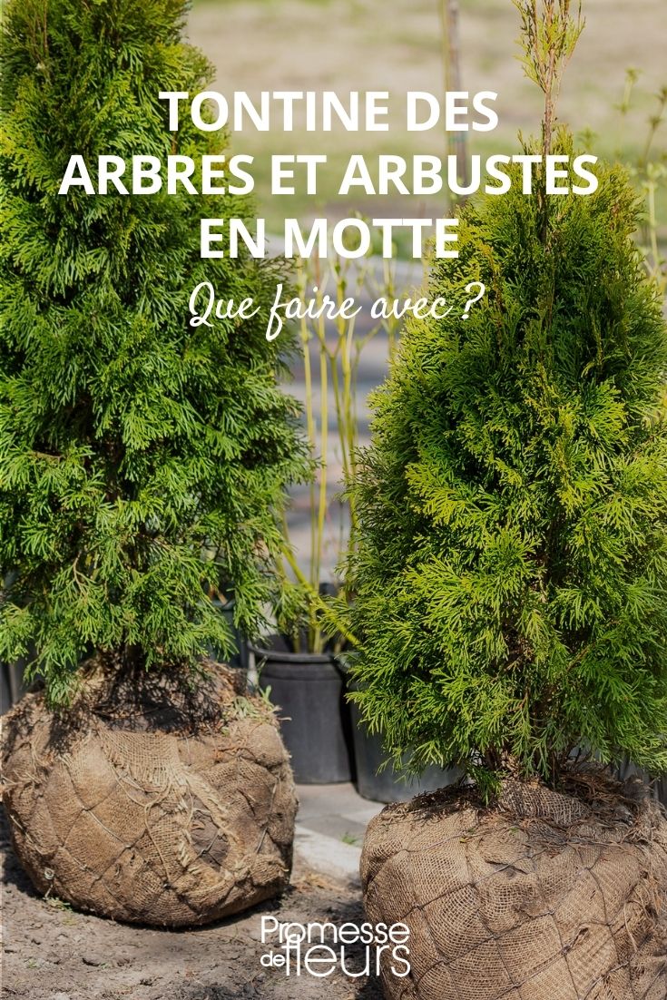 tontina cepellón plantas plantación