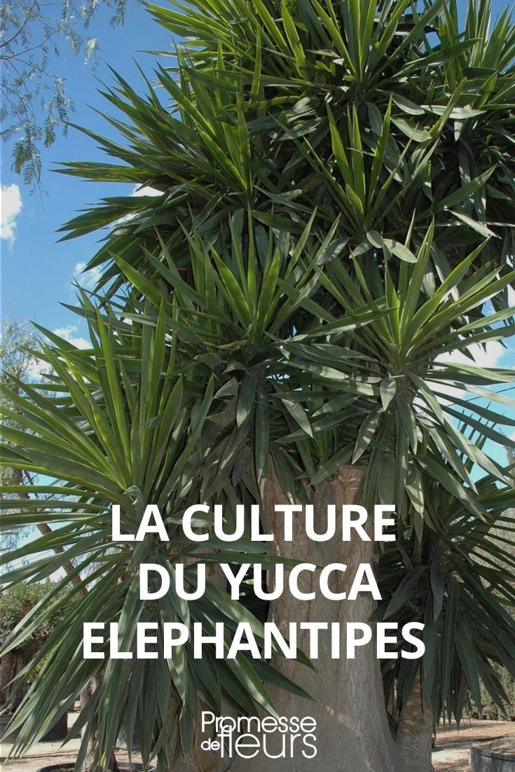 cultivar yucca elephantipes