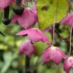 Cultivar Rhodochiton en macetas