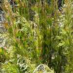 Rhodocoma: plantar, cultivar y cuidar