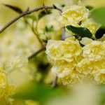 Rosal de Banksia: cómo cultivarlo con éxito