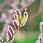 Sauce: mis 3 favoritos en este mes de febrero