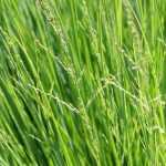 Sesleria: plantación, cultivo y cuidados