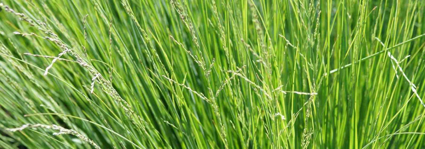 Sesleria: plantación, cultivo y cuidados