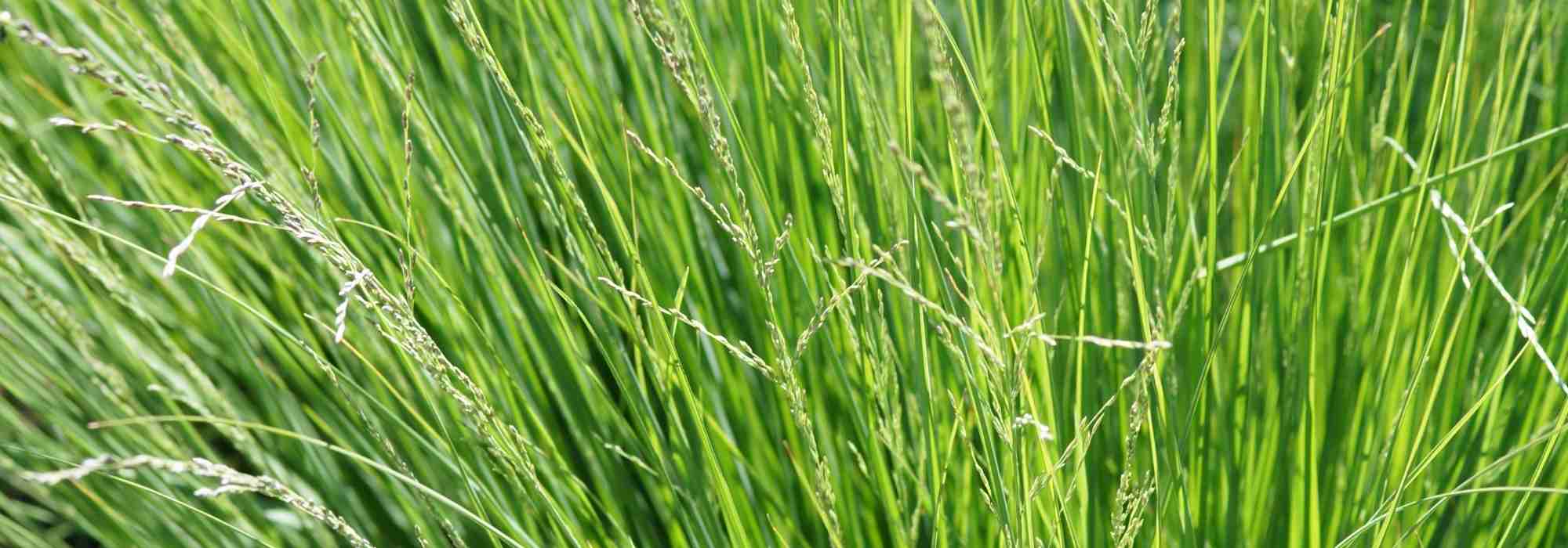 Sesleria: plantación, cultivo, mantenimiento