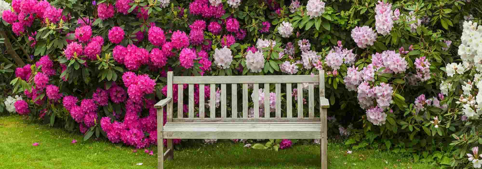 9 consejos de un paisajista para diseñar un jardín rosa