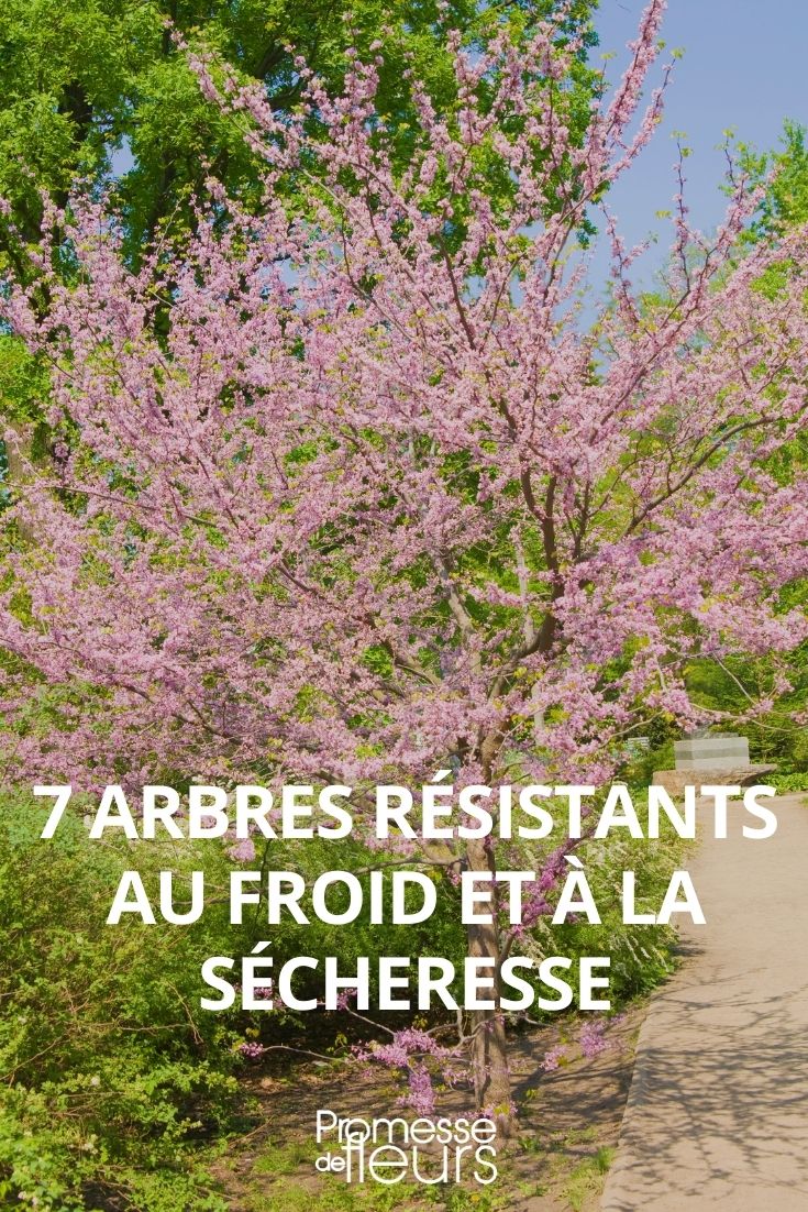 árboles frío sequía