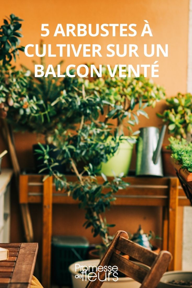 arbustos para balcón ventoso