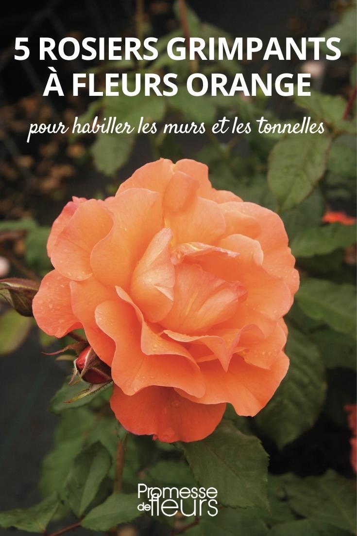 rosales trepadores de flores naranjas