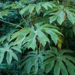 Tetrapanax: 5 ideas de combinaciones de plantas