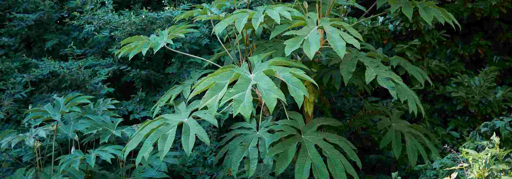 Tetrapanax: 5 ideas de combinaciones de plantas