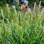 Sesleria: 7 ideas para asociarla