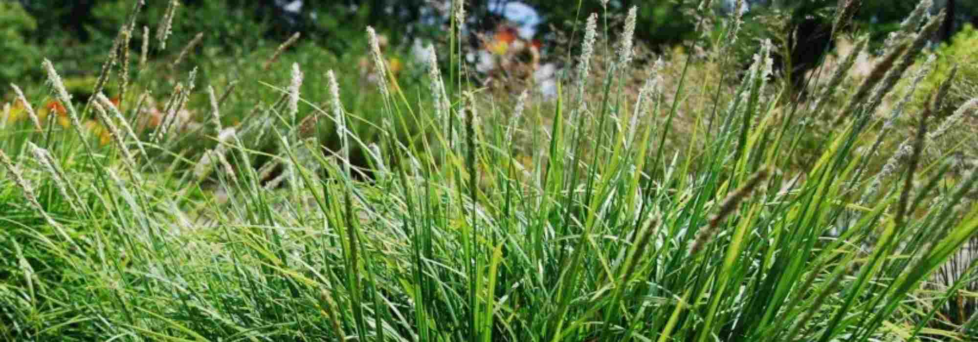 Sesleria: 7 ideas para asociarla