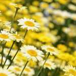 Asociar las margaritas de Canarias