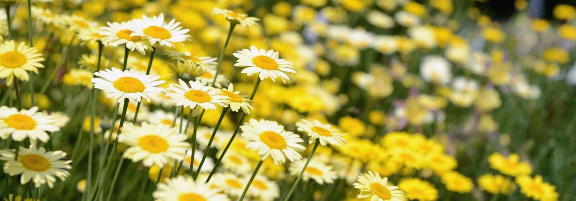 Asociar las margaritas de Canarias