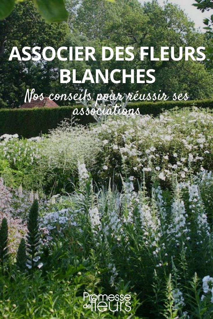 asociar flores blancas
