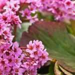 Bergenia: las 6 variedades más bellas