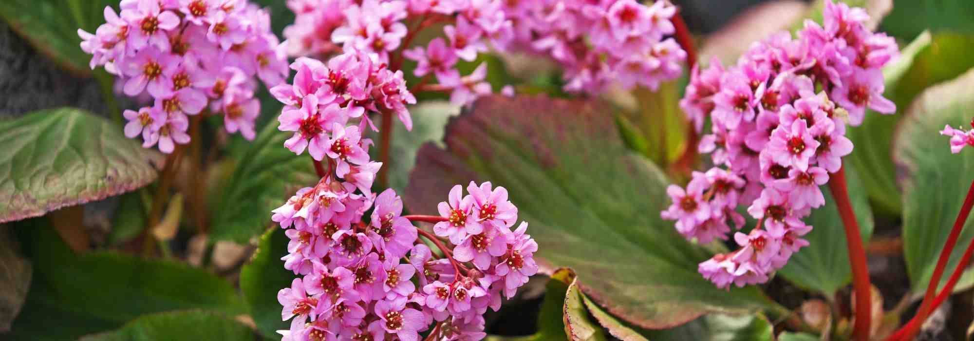 Bergenia: las 6 variedades más bellas