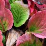 7 bergenias de bellos colores invernales