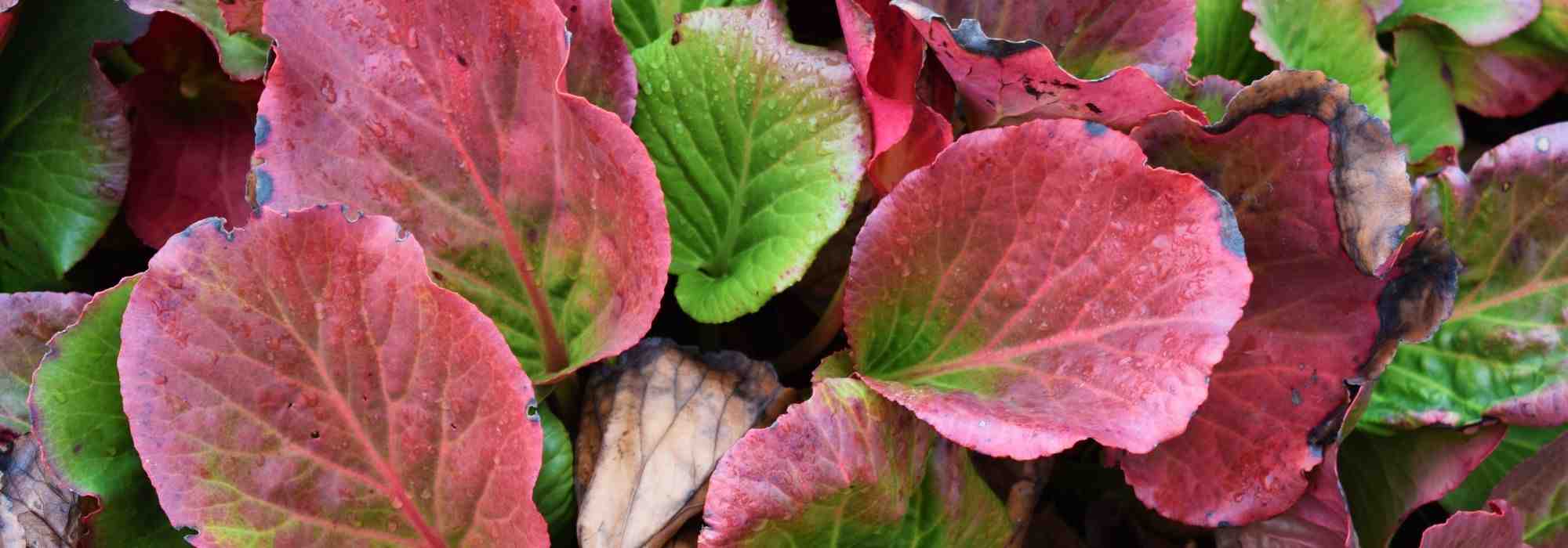 7 bergenias de bellos colores invernales