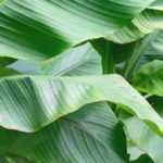 ¿Cómo multiplicar el banano?
