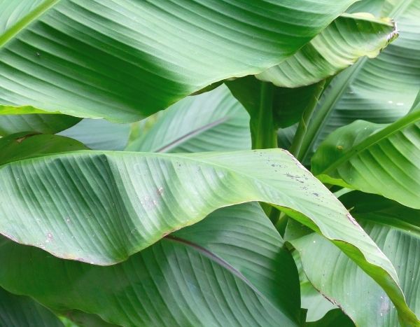 ¿Cómo multiplicar la platanera?