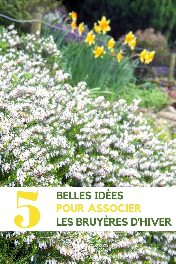 Brezo de invierno - asociar