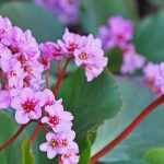 ¿Cómo elegir una bergenia?