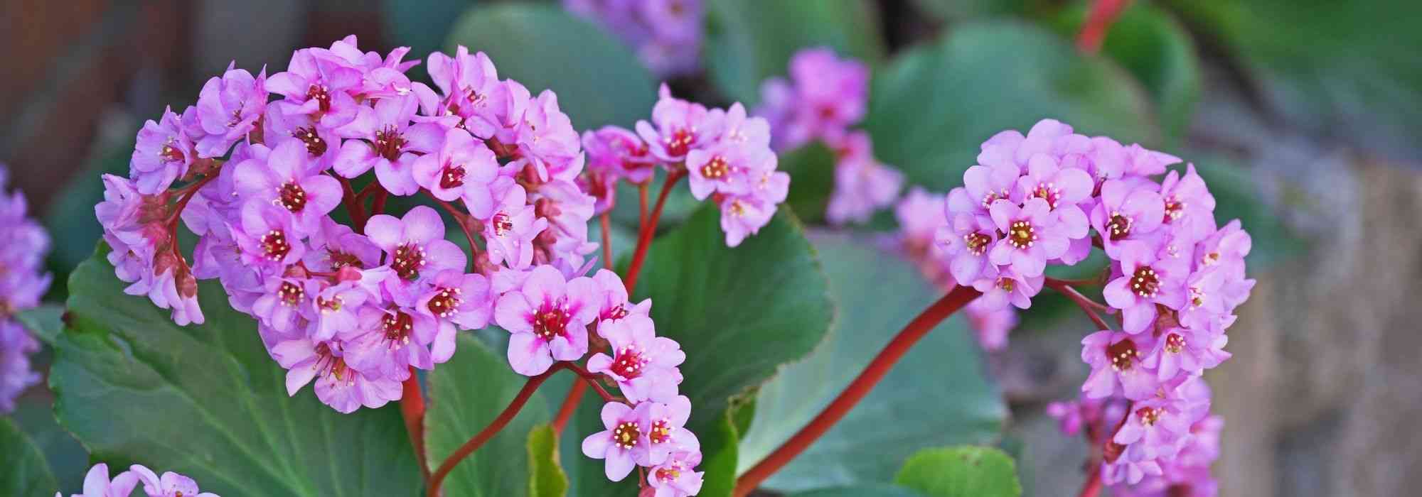 ¿Cómo elegir una bergenia?