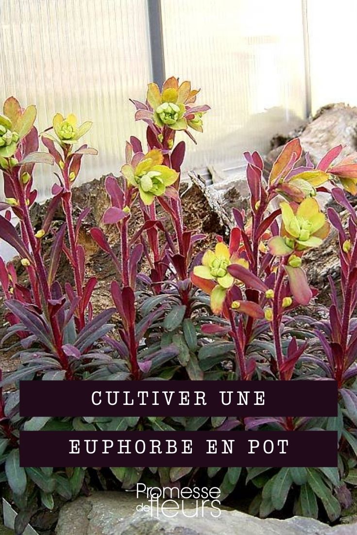 cultivar euforbia en maceta