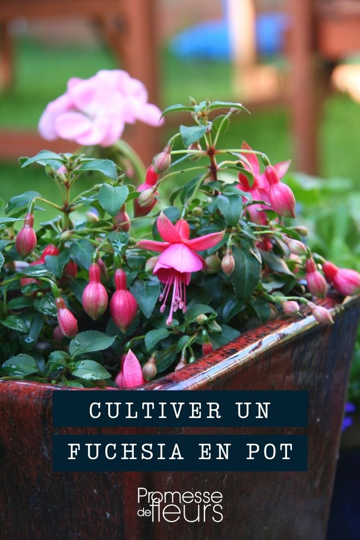 cultivar fucsia en maceta