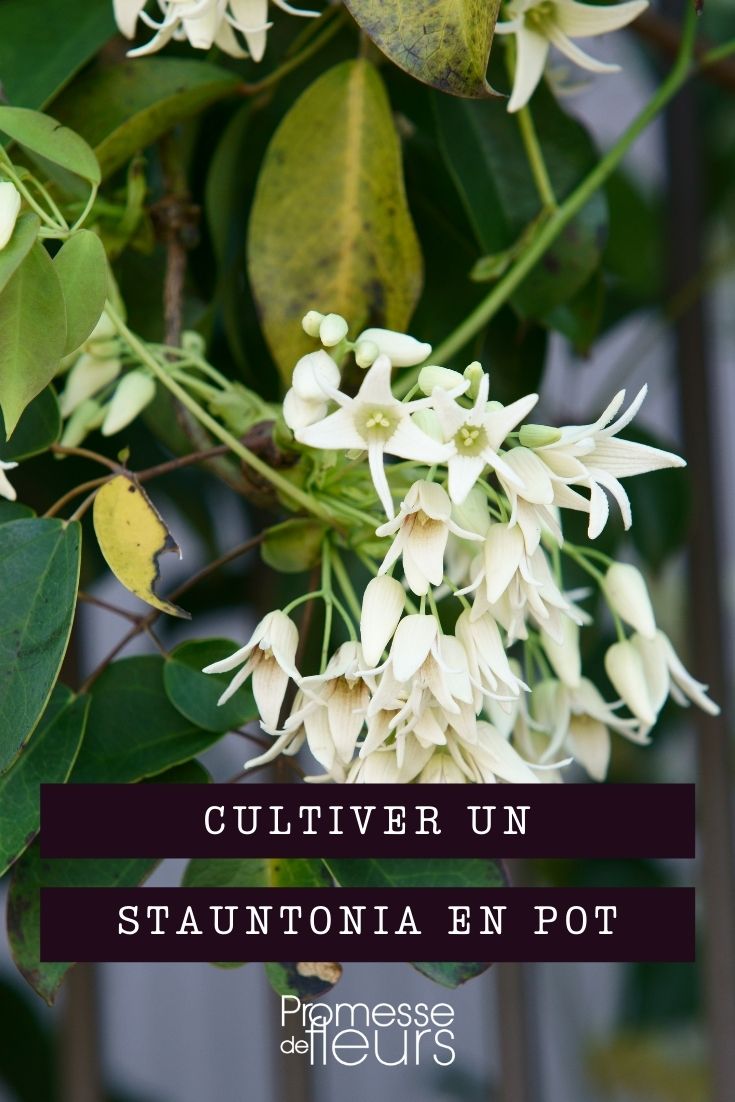 cultivar stauntonia en maceta