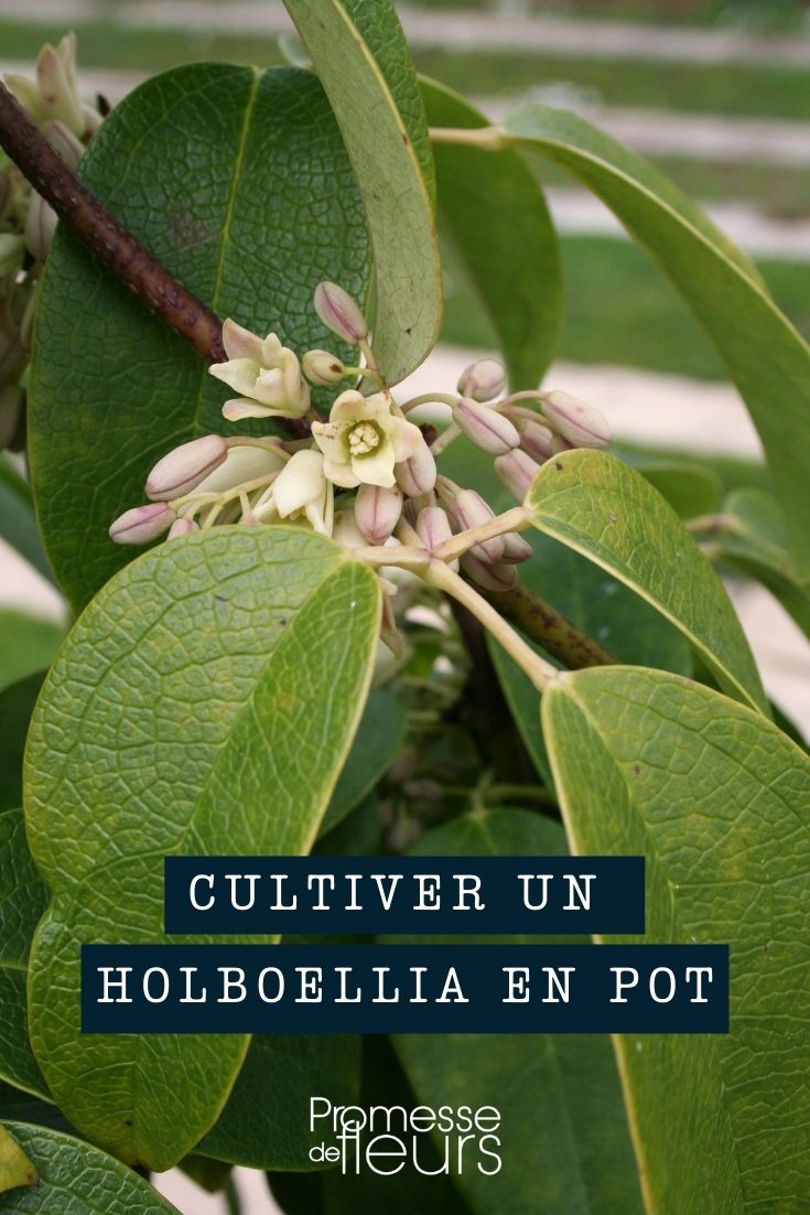 cultivar un holboellia en maceta