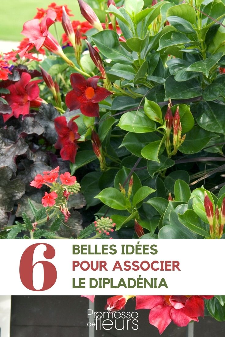 dipladenia-asociar