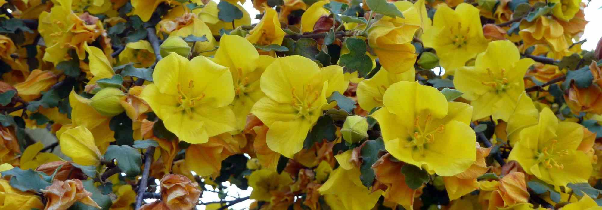 Asociar el fremontodendro