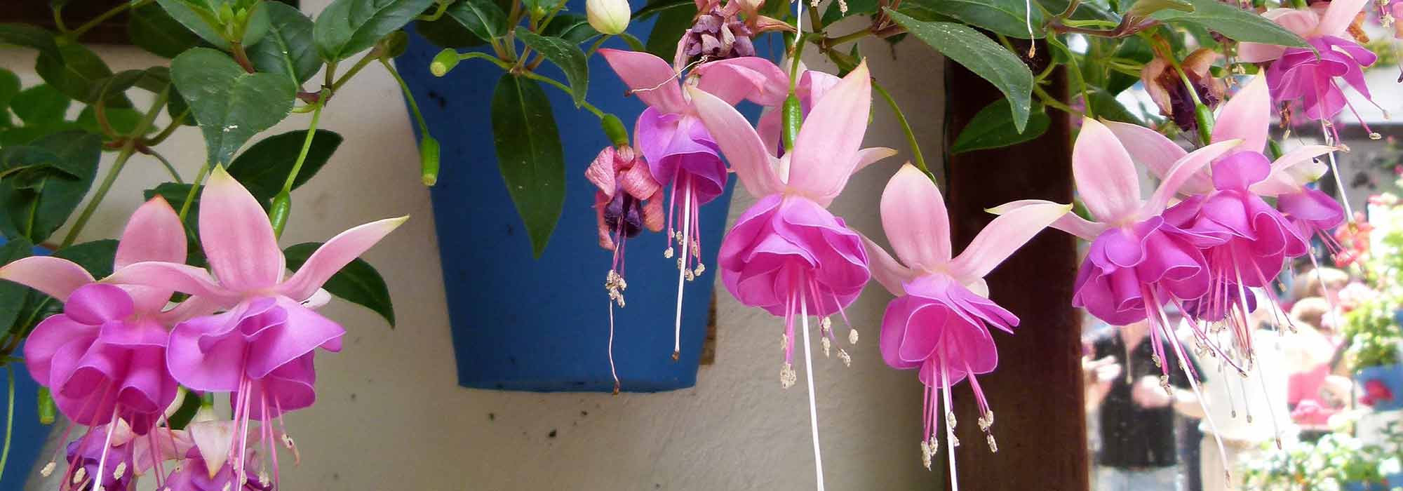 Fuchsia: las variedades más bellas para suspensión