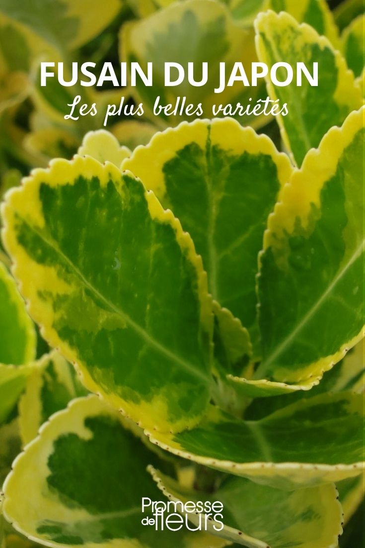 Evónimo del Japón, las variedades más bellas