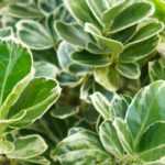 ¿Qué evónimos para un seto?