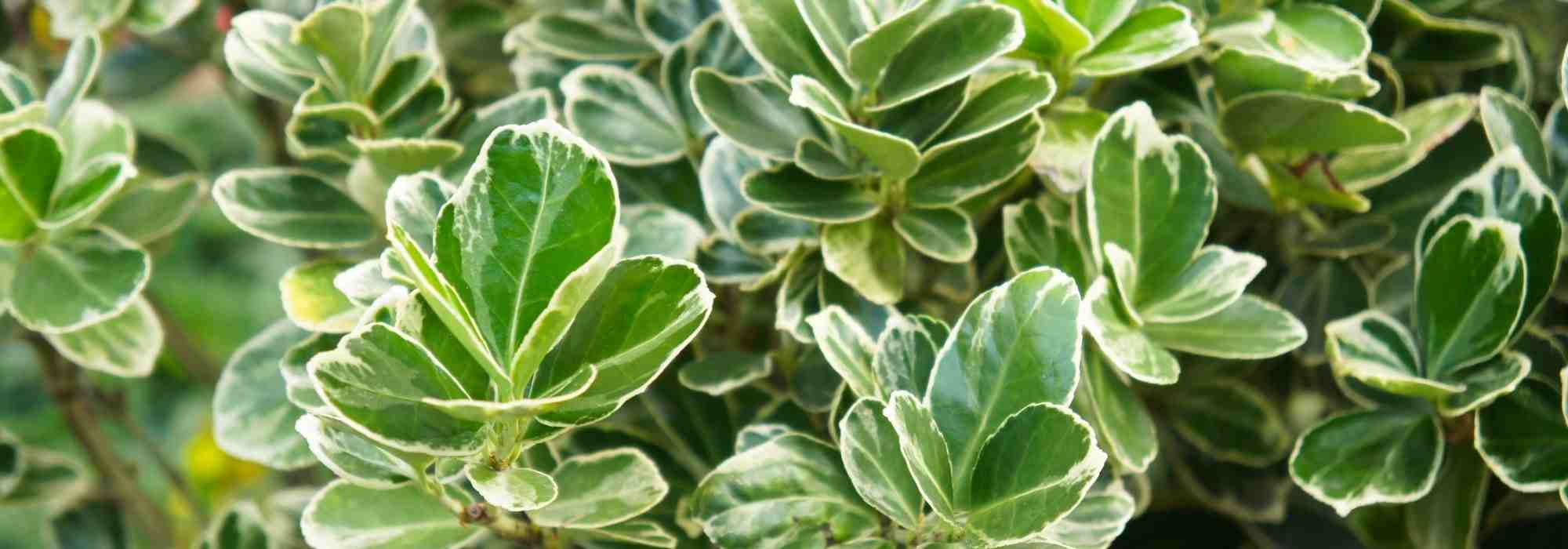 ¿Qué evónimos para un seto?