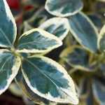 5 evónimos perennes imprescindibles