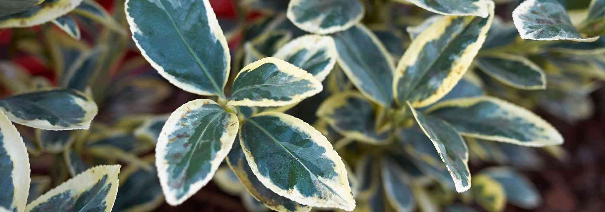 5 evónimos perennes imprescindibles