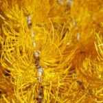 5 coníferas con follaje llamativo en otoño