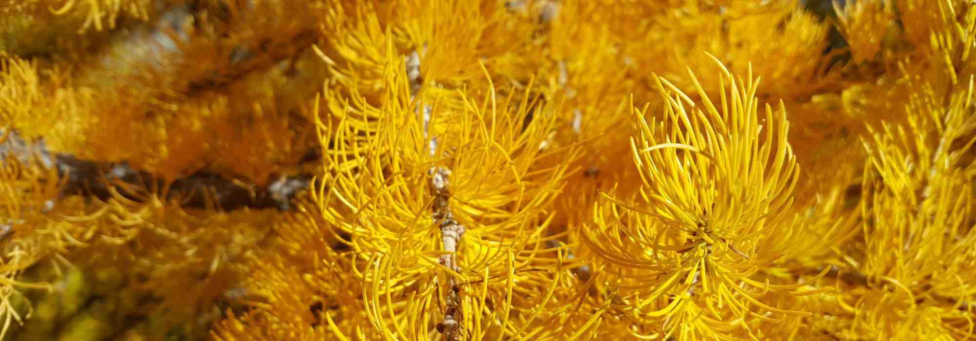 5 coníferas con follaje llamativo en otoño