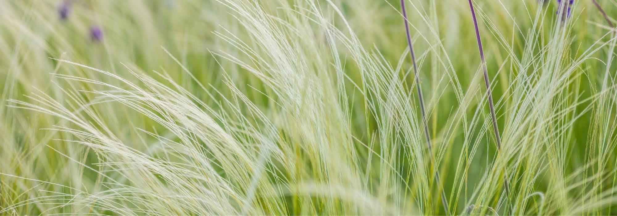 Gramíneas a prueba de todo