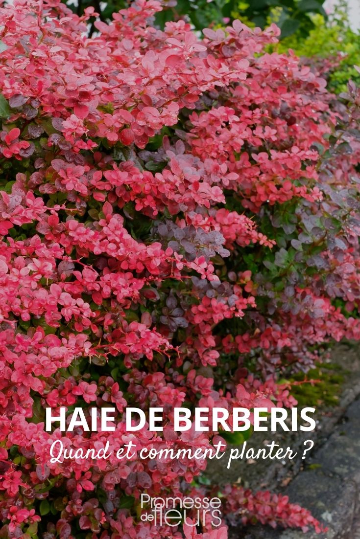 seto de berberis